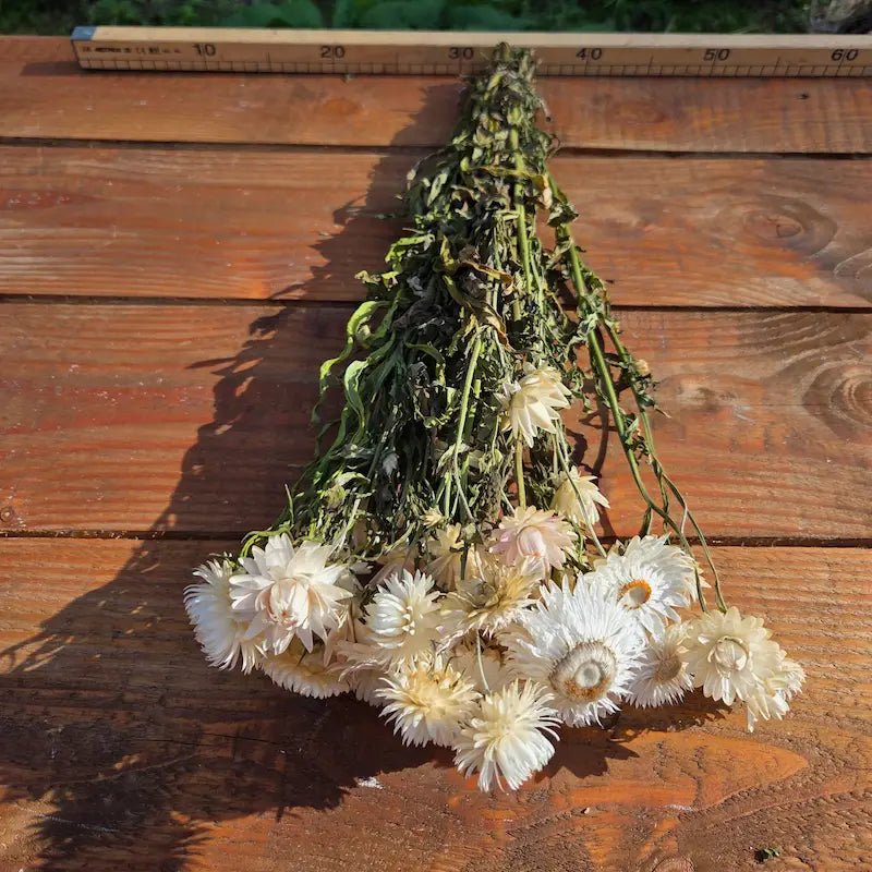 Tutoriel pour confectionner une couronne de Noël épurée, durable et écoresponsable avec des immortelles blanches de notre ferme.