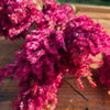 Célosie plumosa rose séchée