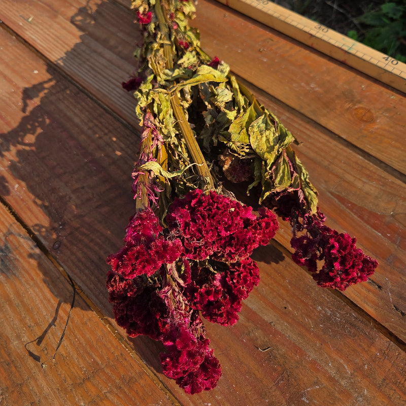 Détail macro de la fasciation botanique impressionnante et de la texture velours rouge carmin profond de la crête de coq fraîchement séchée.