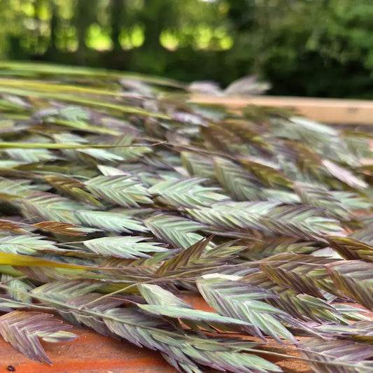 Détail de l'épi aplati caractéristique du Chasmanthium, dont les pigments naturels sont fixés par un séchage inversé.