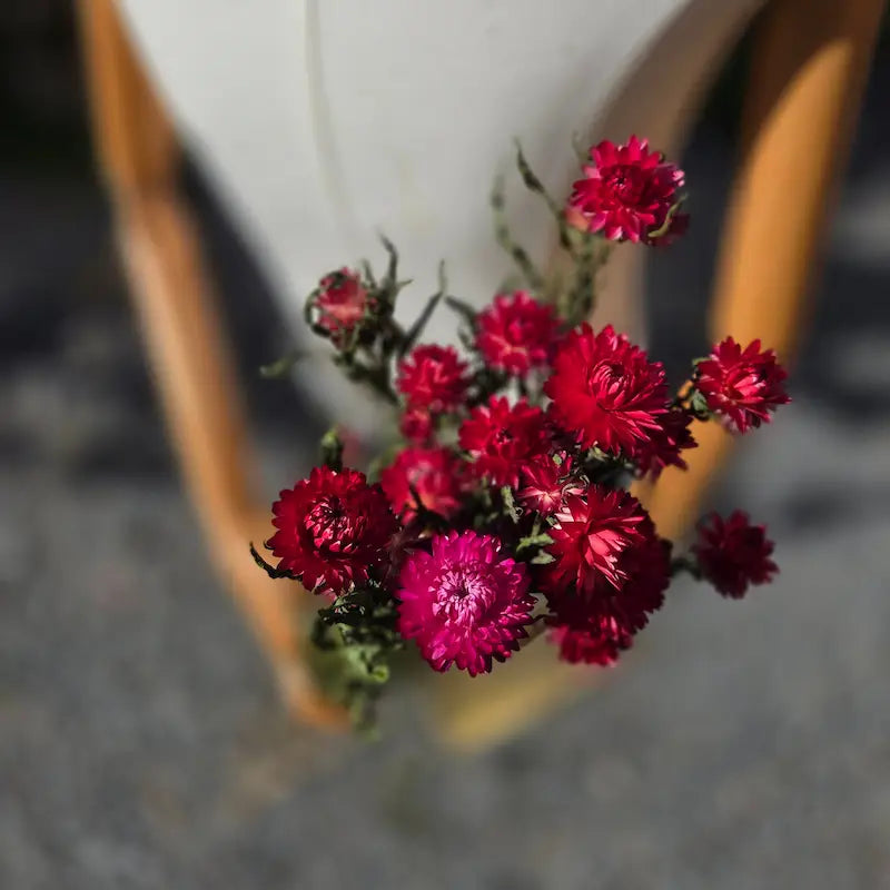 Cœur texturé et pétales d'un rose profond et poudré de l'immortelle, une fleur résistante qui traverse élégamment les années.