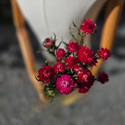 Cœur texturé et pétales d'un rose profond et poudré de l'immortelle, une fleur résistante qui traverse élégamment les années.