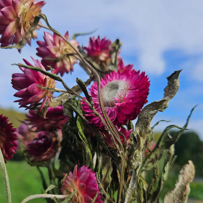 Cœur texturé et pétales d'un rose profond et poudré de l'immortelle, une fleur résistante qui traverse élégamment les années.