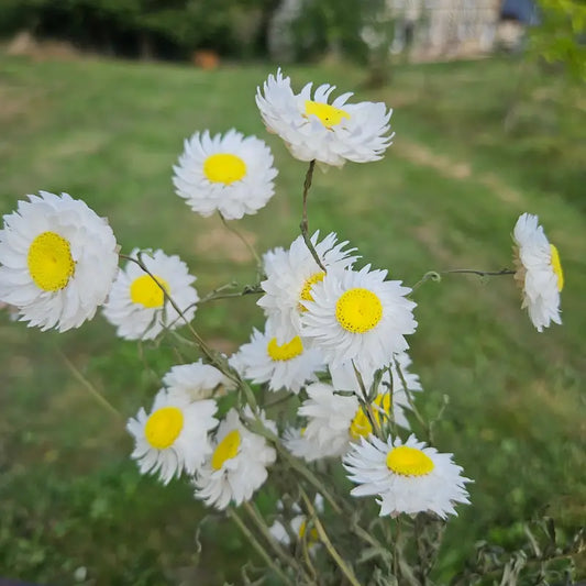 Gros plan immersif sur les pétales nacrés et l'aspect unique de papier crépon de l'Acroclinium blanc, séché naturellement.