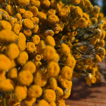 Zoom sur les fleurs jaunes de tanaisie, séchées en Normandie 