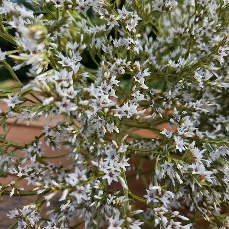 zoom sur les petites fleurs blanches de tataricum, disponible à la botte directement du producteur en Normandie